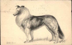 Drawing of Collie Dogs Postcard Postcard