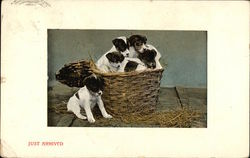 Just Arrived - Puppies in a Basket Postcard