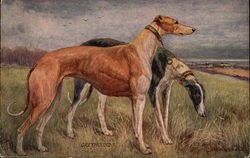 Greyhounds Dogs Postcard Postcard