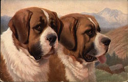 St. Bernards Saint Bernards Postcard Postcard