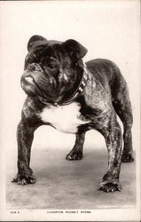 Champion Rodney Stone - Bulldog Dogs Postcard Postcard