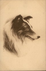 Collie Dogs Postcard Postcard