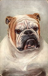 Bulldog Postcard