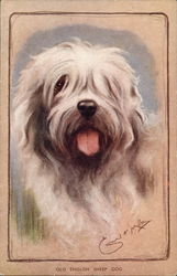 Old English Sheep Dog Postcard