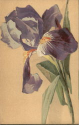 Purple Iris C. Klein Postcard Postcard