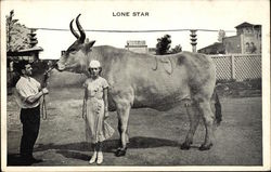 Lone Star Cows & Cattle Postcard Postcard