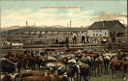 Union Stock Yards, Chicago, ILL Postcard