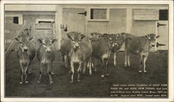 Eith Heifer Calves - Hood Farm Advertising Postcard Postcard