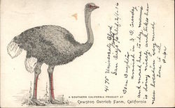 Cawston Ostrich Farm, California Postcard