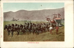 Harvesting Grain Postcard