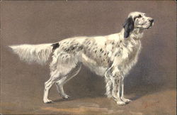 English Setter Dogs Postcard Postcard