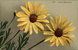 Yellow Marguerite Flowers Postcard Postcard