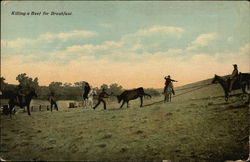 Killing a Beef for Breakfast with Cowboys Postcard