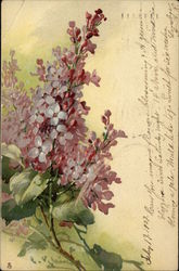 Purple Lilac C. Klein Postcard Postcard