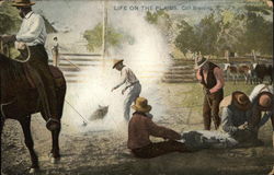 Life on the Plains, Calf Branding Postcard