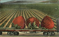 A Specimen of Our Strawberries Postcard