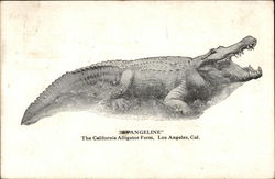 Angeline - Alligator Postcard