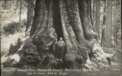 General Grant Tree, General Grant National Park, Cal California Trees Postcard Postcard