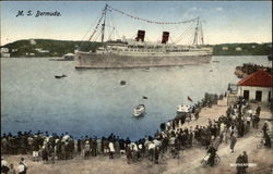 M.S. Bermuda Cruise Ships Postcard Postcard