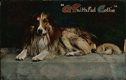 A Faithful Collie Dogs Postcard Postcard