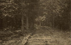 Spruce Forest - Greylock Mountain Massachusetts Postcard Postcard