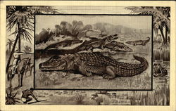 The Crocodile Postcard