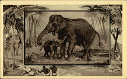 Elephants in Africa Postcard