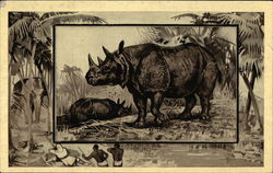 The Rhinoceros Postcard Postcard