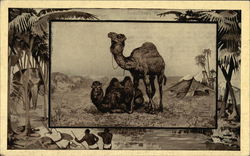 The Camel Camels Postcard Postcard