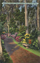 Main Trail Through Cypress Gardens Winter Haven, FL Postcard Postcard