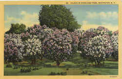 Lilacs In Highland Park Rochester, NY Postcard Postcard