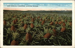 Ripe Hawaiian Pineapples, Northwestern Hawaiian Islands Postcard Postcard