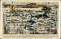 Collection of Fishes of Ernest W. Brown, on Exhibit at Brown Hotel Postcard