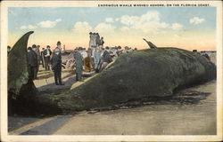 Enormous Whale Washed Ashore on Florida Coast Postcard