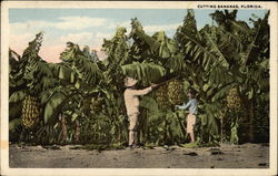 Cutting Bananas Postcard