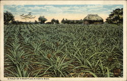 Field of Pineapples Postcard