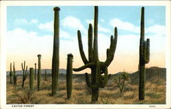 Cactus Forest Cactus & Desert Plants Postcard Postcard