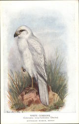 White Goshawk Bird - Australian Museum, Sydney Postcard