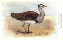 Plain Turkey or Bustard - Australian Museum, Sydney Birds Postcard Postcard