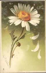 Daisy Dropping Petals Postcard