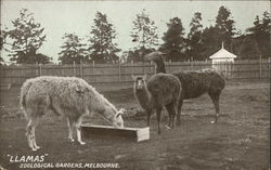 LLamas at the Zoological Gardens, Melbourne Postcard Postcard