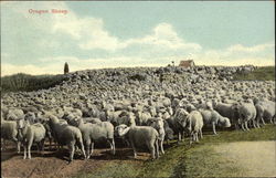 Oregon Sheep Herd Postcard Postcard