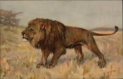 The King of the Jungle hunting for prey Postcard