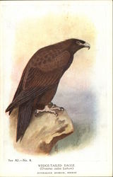 Wedge-Tailed Eagle Postcard