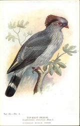 Top-Knot Pigeon Postcard