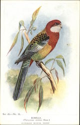 Rosella Postcard