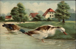 Scenic View of Ducks in Water Postcard