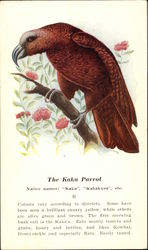 The Kaka Parrot Native Names: Kaka, Kakakura, etc Postcard