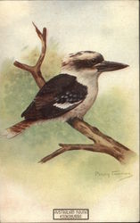 Kookaburra Bird on a Branch - Australian Fauna Series Postcard