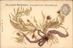 Algues Marines, Coloration Naturelle Postcard